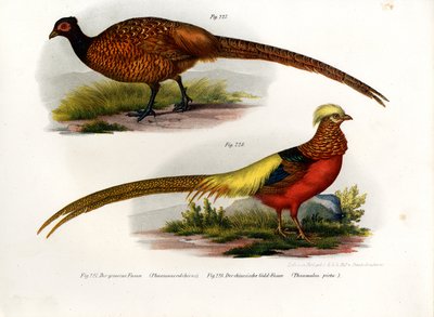 Common Pheasant by German School